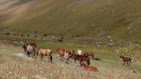 Horses 20 Stock Footage 854594