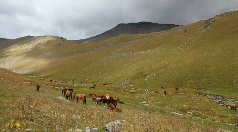 Horses 21 Stock Footage 854598