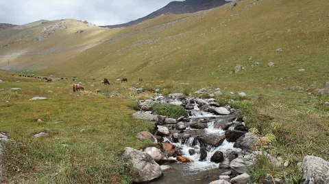 Horses 22 Stock Footage 854615