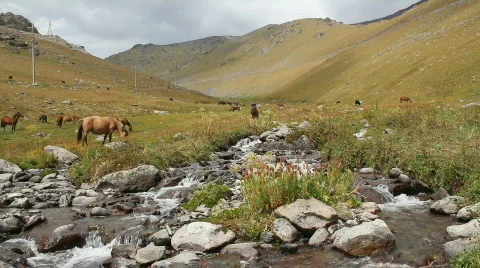 Horses 23 Stock Footage 854605