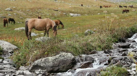 Horses 24 Stock Footage 854635