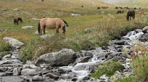 Horses 25 Stock Footage 854659