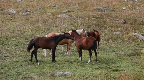 Horses 26 Stock Footage 854708