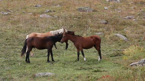 Horses 27 Stock Footage 854675