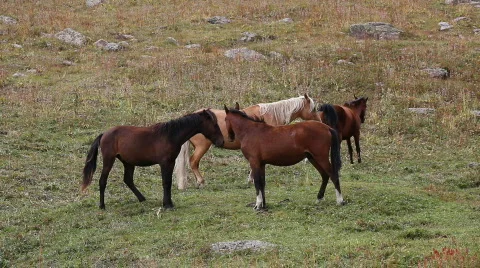 Horses 28 Stock Footage 854743