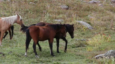 Horses 29 Stock Footage 854689