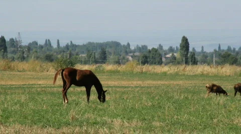 Horses 3 Stock Footage 854547