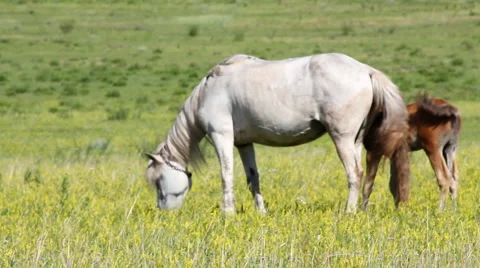Horses 3 Stock Footage 1183718