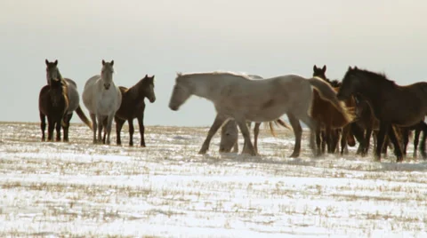 Horses 3 Stock Footage 36934438