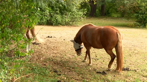 Horses 3 Video stock 49093742