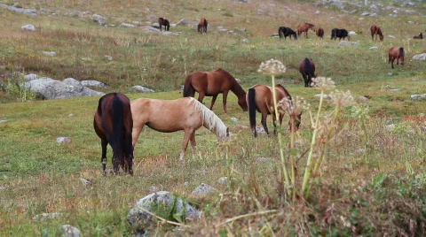 Horses 30 Stock Footage 854630