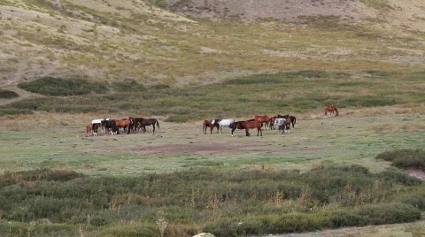 Horses 31 Stock Footage 854618