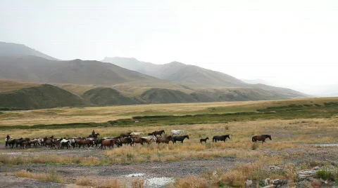 Horses 32 스톡 동영상 854624