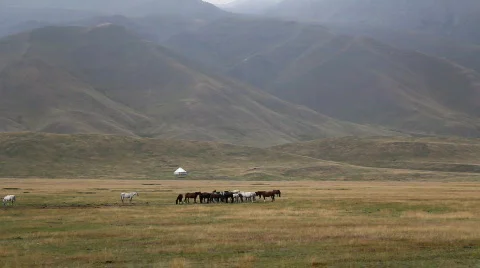 Horses 33 Stock Footage 854625