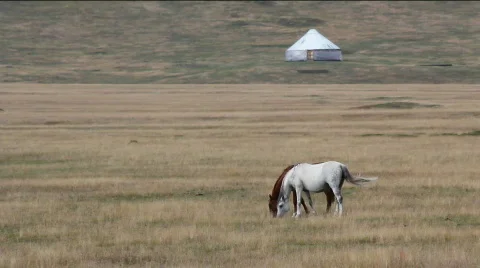 Horses 34 스톡 동영상 854648