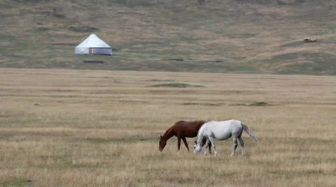 Horses 35 Video stock 854654