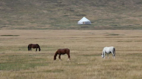 Horses 36 Video stock 854655