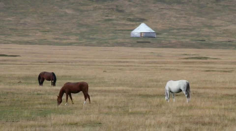 Horses 37 Stock Footage 854658