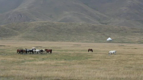 Horses 38 Stock Footage 854672