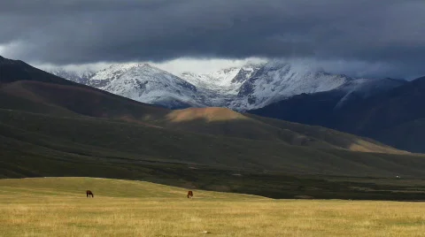 Horses 4 Stock Footage 854552