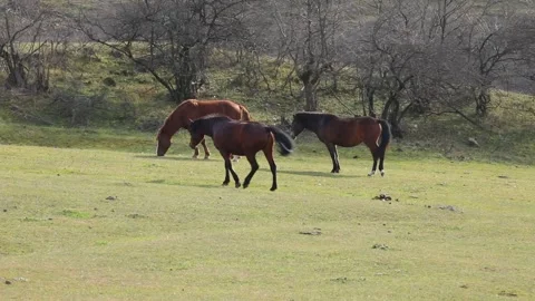 Horses 4 Video stock 325853138