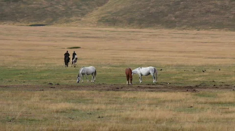 Horses 40 Video stock 854705