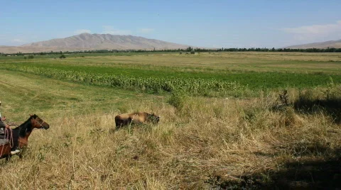 Horses 41 Stock Footage 854703