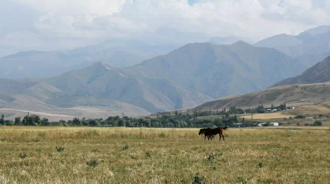 Horses 42 Stock Footage 854695