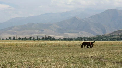Horses 43 Stock Footage 854704