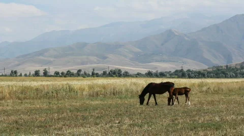 Horses 44 Stock Footage 854715