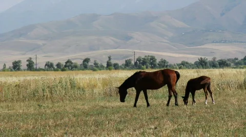Horses 45 Stock Footage 854716