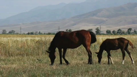 Horses 46 Stock Footage 854712
