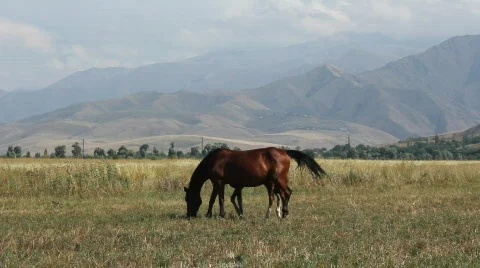 Horses 47 Stock Footage 854700