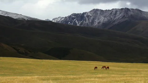 Horses 5 Stock Footage 854556