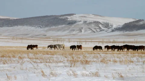 Horses 5 Stock Footage 36934531