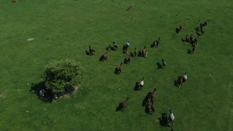 Horses 5 Stock Footage 257023870