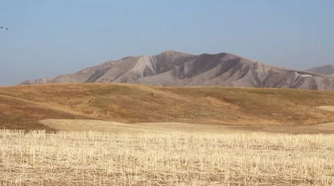 Horses 50 Stock Footage 7133018