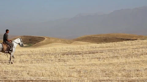 Horses 53 Stock Footage 7133042