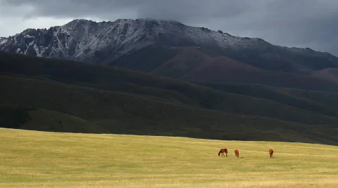 Horses 6 스톡 동영상 854554