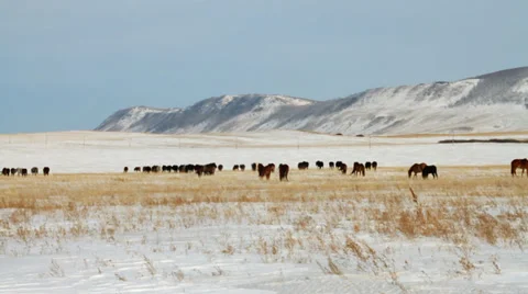 Horses 7 Stock Footage 36935058