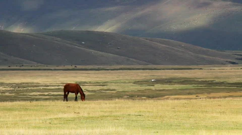 Horses 8 Stock Footage 854560