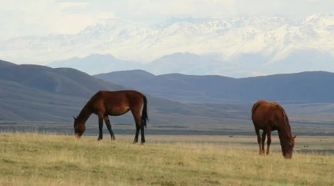 Horses 9 Stock Footage 854568