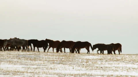 Horses 9 Video stock 36934933