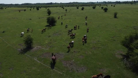 Horses 9 Stock Footage 257027189