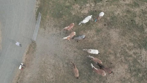 Horses from above Stock Footage 247210923