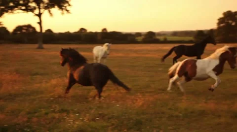 Horses in action 動画素材 7752944