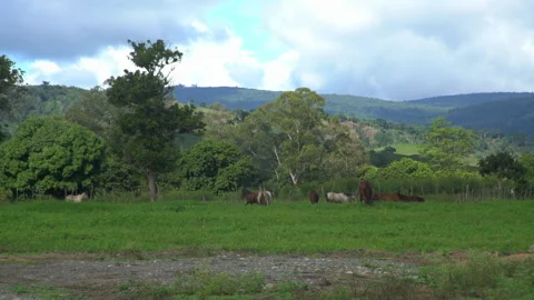 Horses in afield in slow motion 60fps in caribbean mountains of the dominican re Stock Footage 145440349