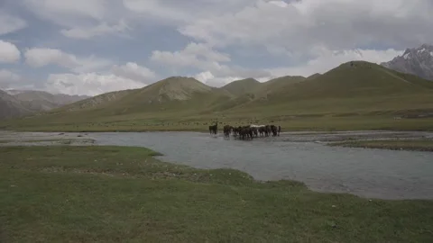 Horses along a river with snow peaks and clouds, Kel-Suu, Kyrgyzstan Видео 347243053