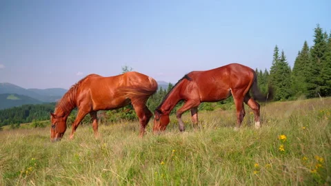 Horses on the alpian fields   020 Stock Footage 157456094