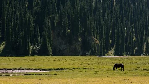 Horses in alpine meadows, mountain landscape Stock Photos